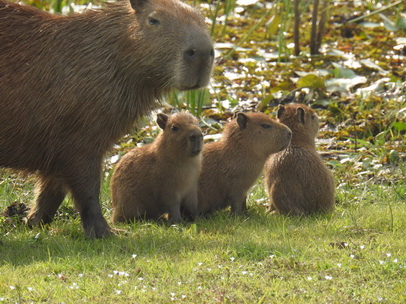 Wasserschwein Capybara