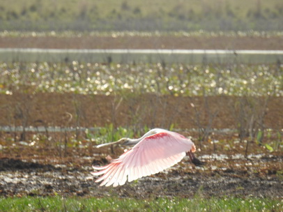 Spoonbill Rosa Löffler