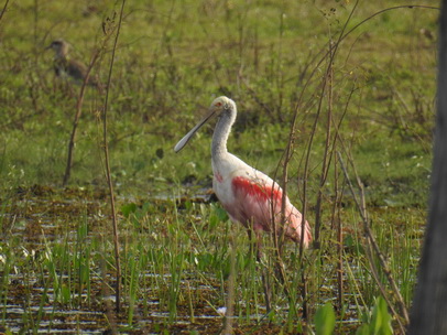 Spoonbill Rosa Löffler