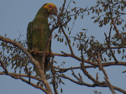 Yellow faced Parrot