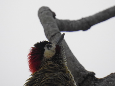 Pica Pau Woodpecker Specht 