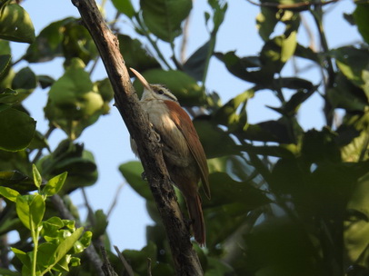 Baumläufer Rusty Backed Spinetail