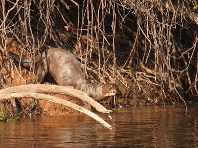  Lontra  Fischotter 