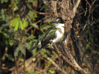 kingfisher, eisvogel