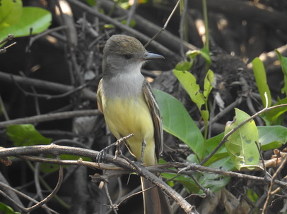 Flycatcher