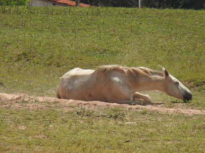 Horsewellness