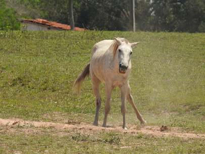 Horsewellness