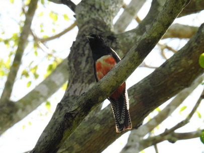 blue-crowned-trogon blue-crowned-trogon 