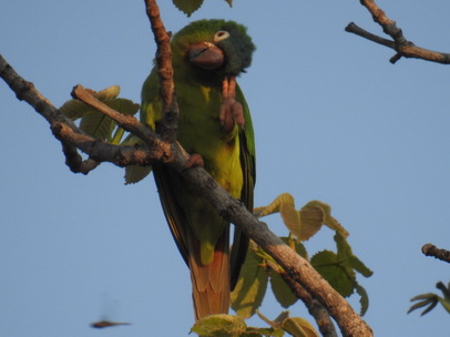   Yellow Chevroned ParakeetYellow Chevroned Parakeet