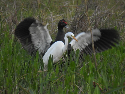 ibis+heron