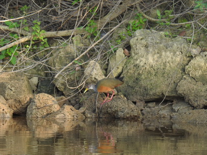 Grey-necked-wood-rail 