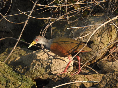 Grey-necked-wood-rail 