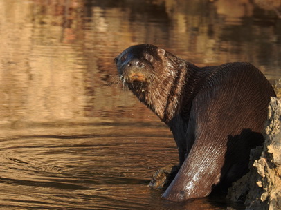   Lontra  Fischotter 