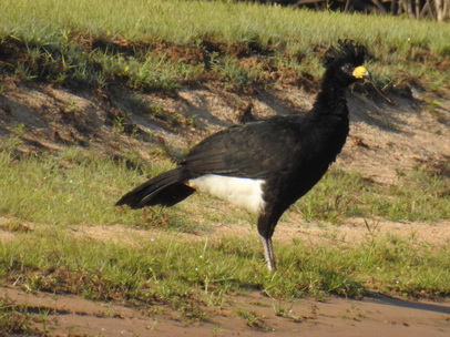 Bare-faced-Curassow