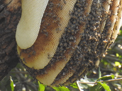 Wild beesWild bees