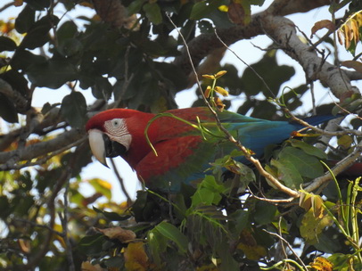 red and Blue macaw  Ara