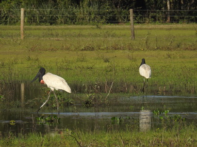 Jabiru Tuiuiui 