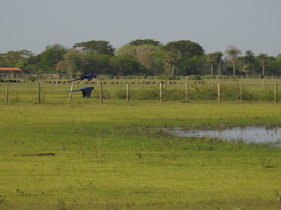 Papagei Blauflügelpapagei Hyazinth-Ara  Macaw