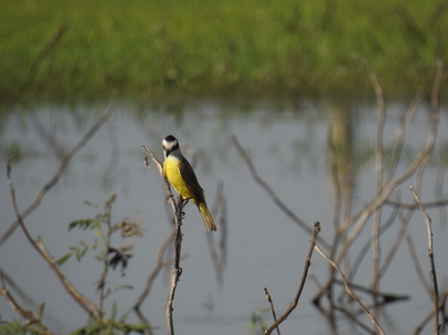 Flycatcher Flycatcher 