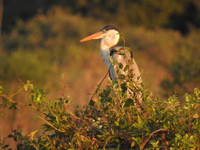 Heron