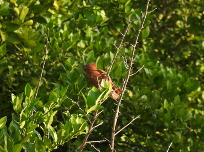 Gray-crested-cacholot