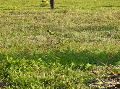 black-hooded-parakeet