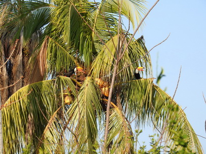 Aguape Fazenda Pantanal Tucan Toco toco 