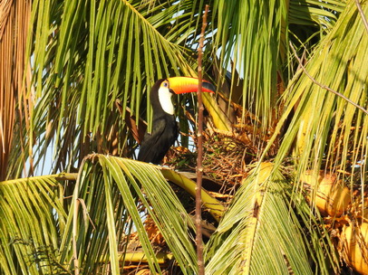 Aguape Fazenda Pantanal Tucan Toco toco 