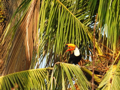 Xaraes  Fazenda Pantanal Tucan Toco toco 