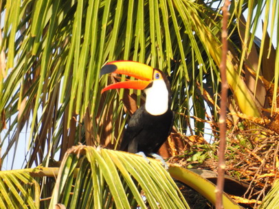 Xaraes  Fazenda Pantanal Tucan Toco toco 