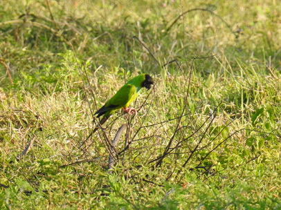 black-hooded-parakeet