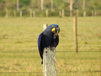  Hyazinth-Ara  Macaw Papagei Blauflügelpapagei Hyazinth-Ara  MacawPapagei Blauflügelpapagei Hyazinth-Ara  Macaw