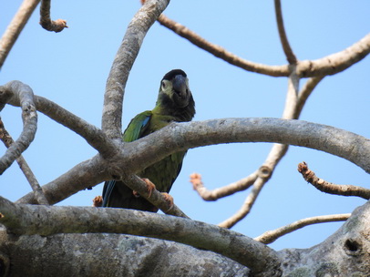 black-hooded-parakeet