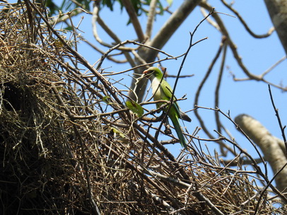 black-hooded-parakeet