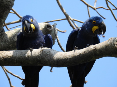  Hyazinth-Ara  Macaw Papagei Blauflügelpapagei Hyazinth-Ara  MacawPapagei Blauflügelpapagei Hyazinth-Ara  Macaw