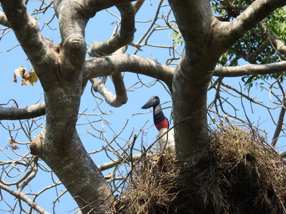 Jabiru Tuiuiu Storch wie Marabu in Africa Jabiru Tuiuiu Storch wie Marabu in Africa   