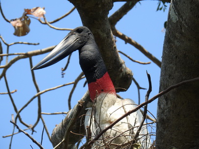 Jabiru Tuiuiu Storch wie Marabu in Africa Jabiru Tuiuiu Storch wie Marabu in Africa   