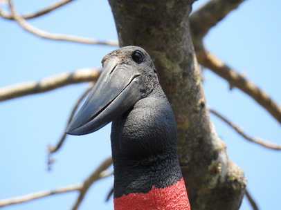 Jabiru Tuiuiu Storch wie Marabu in Africa Jabiru Tuiuiu Storch wie Marabu in Africa   