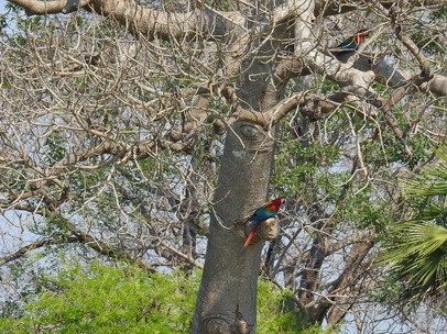 Macaw  Red-and-green-Macaw   Rotflügelara