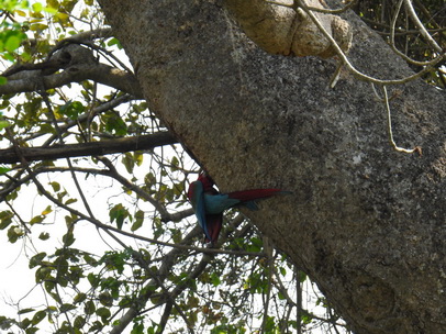 Macaw  Red-and-green-Macaw   Rotflügelara