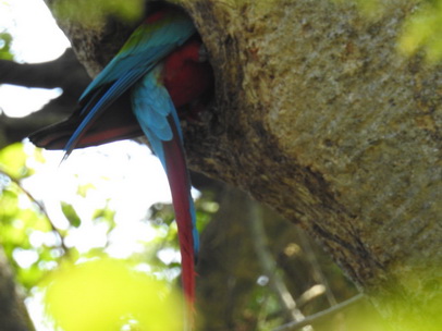   Macaw  Red-and-green-Macaw  Macaw  Red-and-green-Macaw  