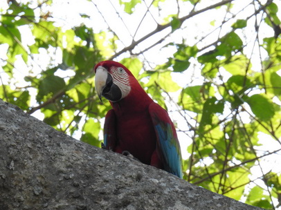   Macaw  Red-and-green-Macaw  Macaw  Red-and-green-Macaw  