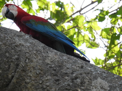   Macaw  Red-and-green-Macaw  Macaw  Red-and-green-Macaw  
