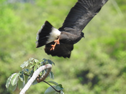 Hawk Savannah Hawk