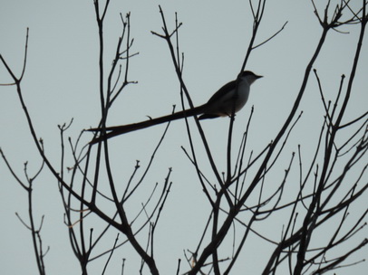 sissortail-flycatchersissortail-flycatcher