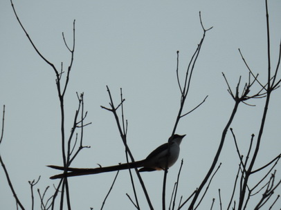 sissortail-flycatchersissortail-flycatcher