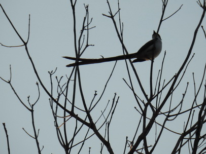 sissortail-flycatchersissortail-flycatcher