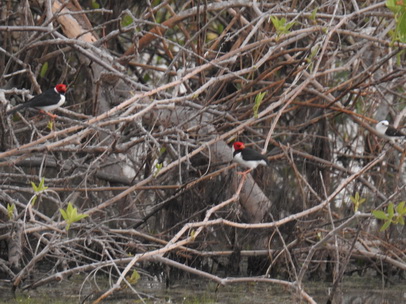 Red Crested Cardinal 