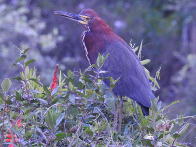   Heron Rufuscent Tiger Heron Heron Rufuscent Tiger Heron 