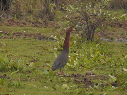 Heron Rufuscent Tiger Heron 